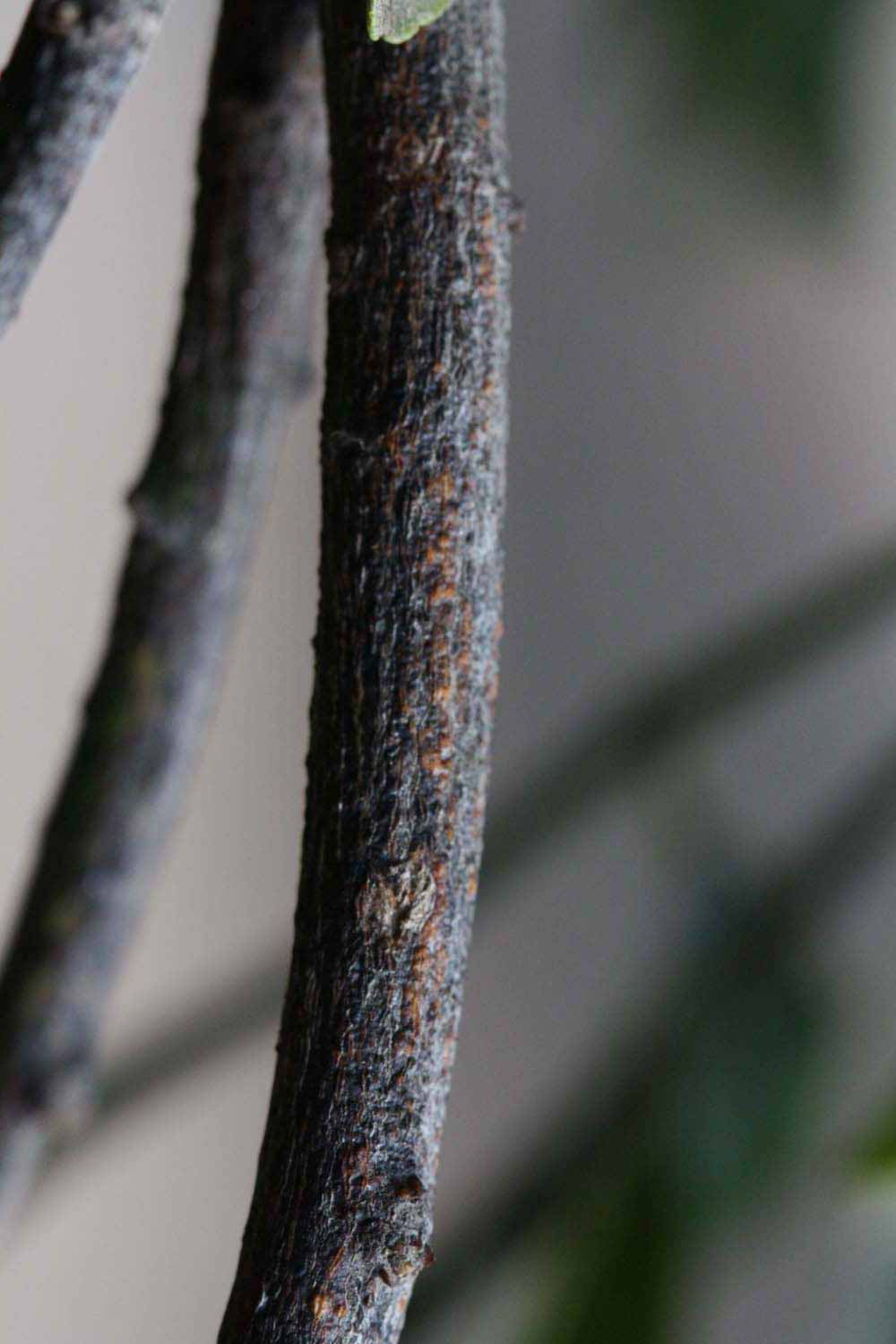              Second - third year twig (Riverside, CA)       